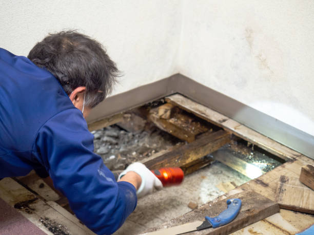 Best Bathroom Mold Remediation in Fairbanks, AK