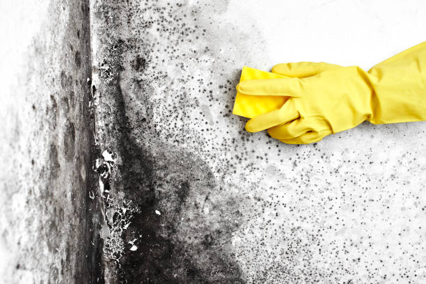 Best Kitchen Mold Remediation in Fairbanks, AK