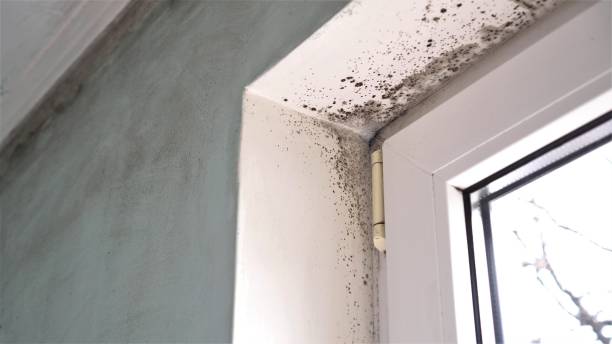 Best Mold Remediation for Specific Building Types in Fairbanks, AK