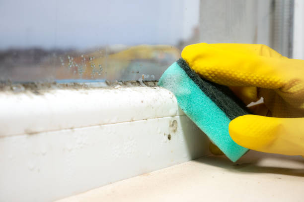 Best Emergency Mold Remediation in Fairbanks, AK