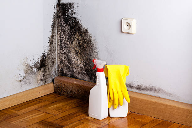 Best Post-Flood Mold Remediation in Fairbanks, AK